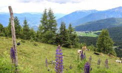 Bauernhofurlaub in Südtirol auf dem Walderhof